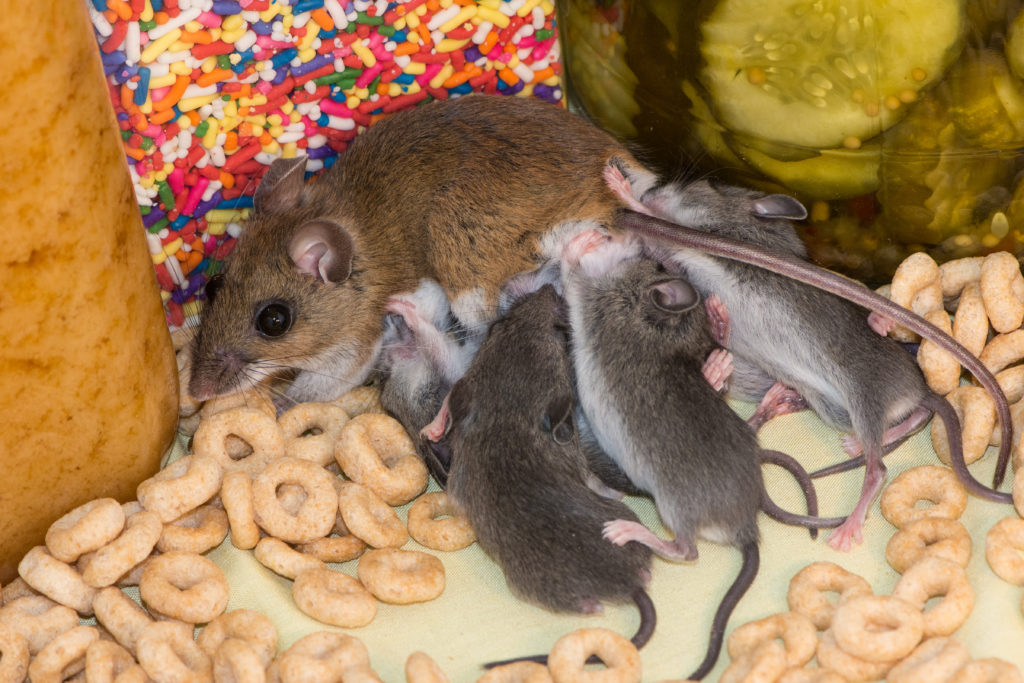 How to get rid of mice in the kitchen
