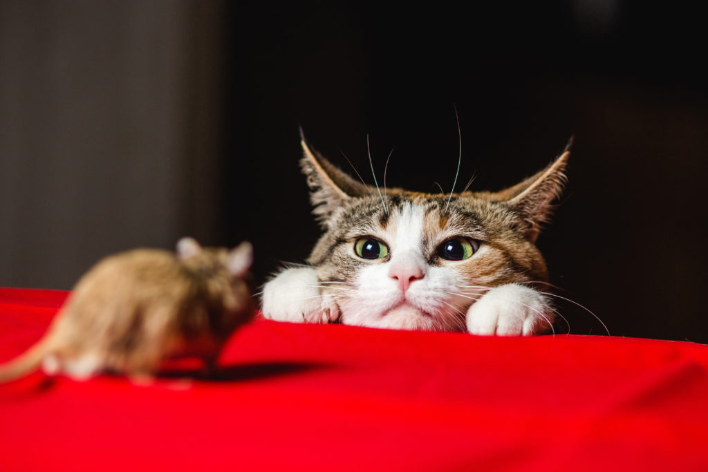 Is your cat a good mouse deterrent?